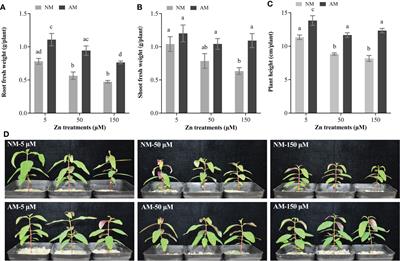 Arbuscular mycorrhiza mitigates zinc stress on Eucalyptus grandis through regulating metal tolerance protein gene expression and ionome uptake